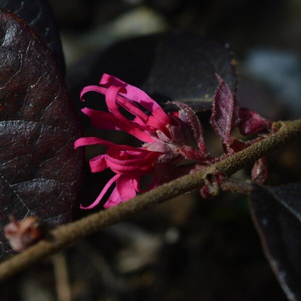 <i>Loropetalum chinense</i> var. <i>rubrum</i> 'Fire Dance' - Image 3