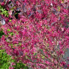 Close-up of a Loropetalum chinense 'Ruby' shrub bursting with vibrant pink fringe flowers and deep burgundy foliage. The plant's delicate blooms create a striking contrast against the dark leaves.