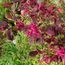 Crimson Loropetalum shrub with vibrant pink fringe flowers and deep burgundy leaves, adding a splash of color to a garden setting. Ornamental shrub.