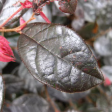 Close-up of a glossy, dark burgundy loropetalum leaf, showing its textured surface and intricate vein patterns, set against a background of blurred foliage.