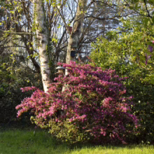 Pink azalea bush in full bloom beneath the dappled shade of birch trees. Lush green lawn in the foreground and other greenery in the background create a vibrant garden scene.