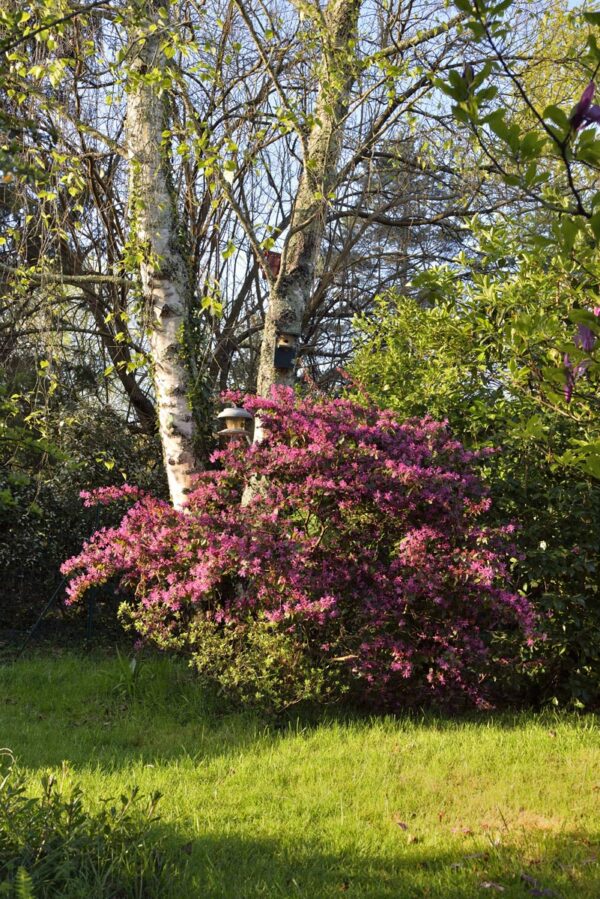 <i>Loropetalum chinense</i> var. <i>rubrum</i> 'Fire Dance' - Image 7