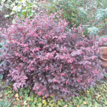 A vibrant Loropetalum chinense 'Ruby' shrub, its red and purple foliage creating a striking display in a garden setting. A terracotta pot sits nearby, nestled among the ground cover.