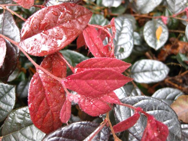 <i>Loropetalum chinense</i> var. <i>rubrum</i> 'Fire Dance' - Image 9