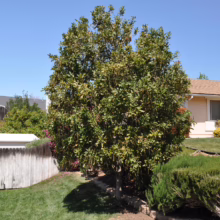 Lush green backyard featuring a mature tree providing shade on a sunny day. A white fence borders the lawn, with a house and well-maintained landscaping visible in the background.