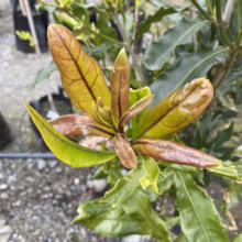 Close-up of a young macadamia tree showing new growth. The leaves are a mix of bronze, yellow, and green, indicating the tree's healthy development and vibrant color.