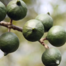 A cluster of unripe green macadamia nuts hangs from a branch, showcasing the early stages of growth for these delicious nuts.