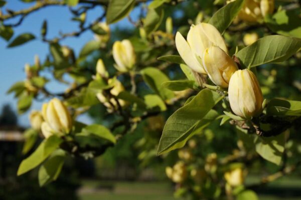 <i>Magnolia acuminata</i> 'Koban Dori'