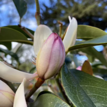 Close-up of a pale pink and white magnolia blossom bud, surrounded by glossy green leaves against a blurred blue sky. The flower is just beginning to open, revealing its delicate petals.