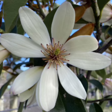 Close-up of a creamy white Magnolia flower in bloom, showcasing its delicate petals and central stamen. Green leaves and buds add depth to the botanical scene.