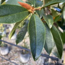 Close-up of glossy, dark green rhododendron leaves with prominent veins, showcasing their texture and health. A fuzzy, brown bud hints at potential blooms. Pots of rhododendrons blur in the background.