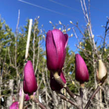 Magnolia 'Amethyst Flame' (Magnolia) buds.