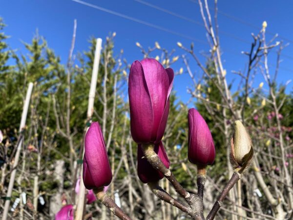 <i>Magnolia</i> 'Amethyst Flame' - Image 2