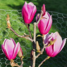 Magnolia 'Amethyst Flame' (Magnolia) small plant.