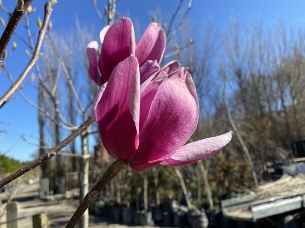 <i>Magnolia</i> 'Amethyst Flame'