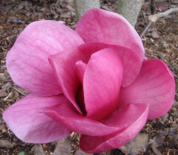 <i>Magnolia</i> 'Arabian Nights'
