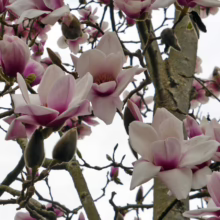 Magnolia 'Athene' (Magnolia) spring branches.