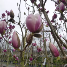 Magnolia 'Athene' (Magnolia) buds.