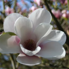 Magnolia 'Athene' (Magnolia)