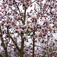 Magnolia 'Athene' (Magnolia) spring form branches.