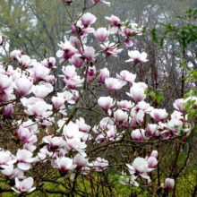 Magnolia 'Athene' (Magnolia)