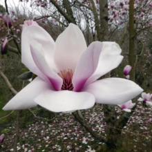 Magnolia 'Athene' (Magnolia) opening flower.