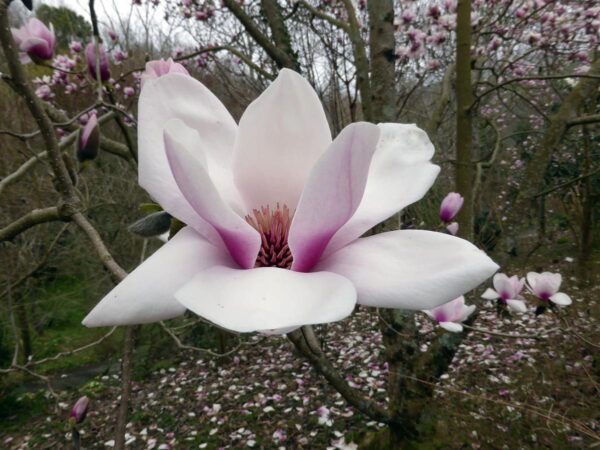 <i>Magnolia</i> 'Athene' - Image 2