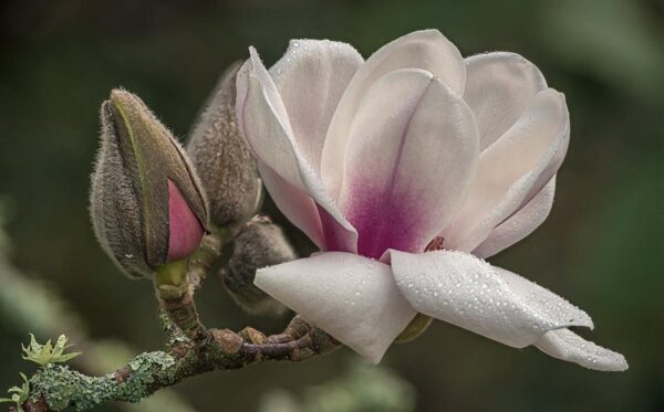 <i>Magnolia</i> 'Athene' - Image 3