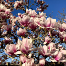 Magnolia 'Athene' (Magnolia) blooming branches.