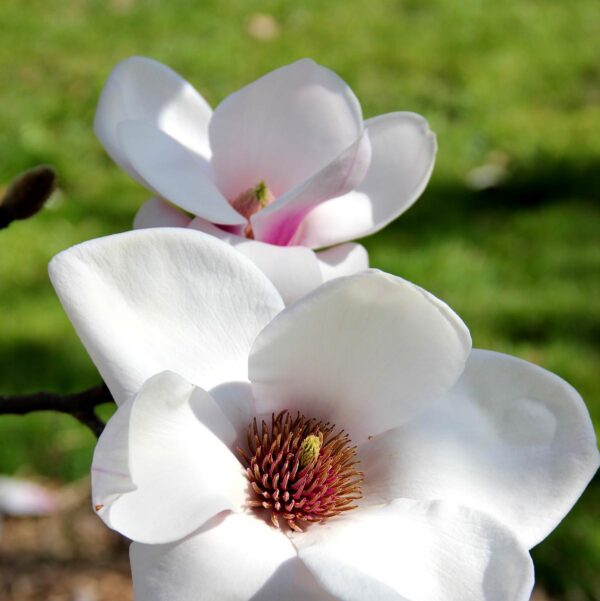 <i>Magnolia</i> 'Athene' - Image 5