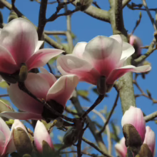 Magnolia 'Athene' (Magnolia) flower from below.