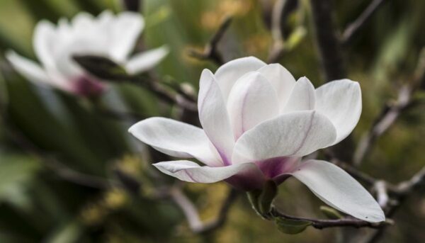 <i>Magnolia</i> 'Athene'