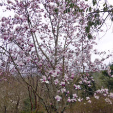 Magnolia 'Athene' (Magnolia) spring mature form.