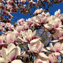 Magnolia 'Athene' (Magnolia) cluster of flowers.