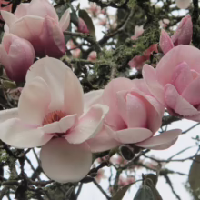 Magnolia 'Atlas' (Magnolia) flowering in spring.