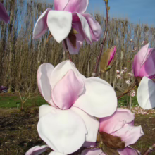 Magnolia 'Atlas' (Magnolia) blooms at Leafland.