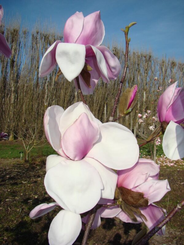 <i>Magnolia</i> 'Atlas' - Image 3