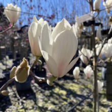 Magnolia 'Billowing Cloud' (Magnolia) bud.