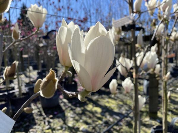 <i>Magnolia</i> 'Billowing Cloud' - Image 2