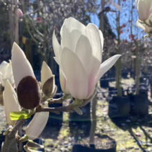 Magnolia 'Billowing Cloud' (Magnolia) single flower at Leafland.