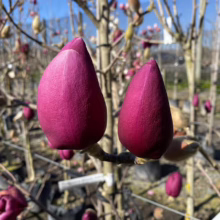 Magnolia ‘Black Tulip’ (Magnolia) two buds.