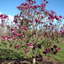 Magnolia ‘Black Tulip’ (Magnolia) large flowering tree.