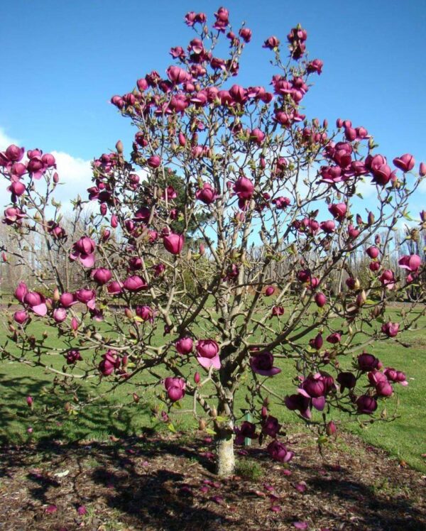 <i>Magnolia</i> 'Black Tulip' - Image 4