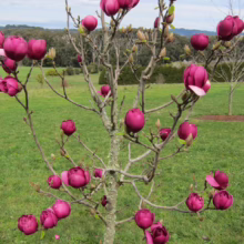 Magnolia ‘Black Tulip’ (Magnolia) spring form.