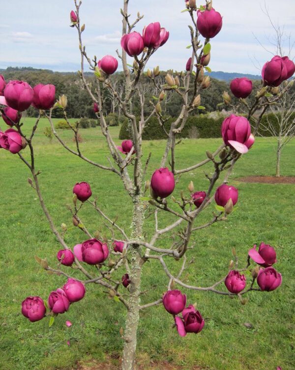 <i>Magnolia</i> 'Black Tulip' - Image 5