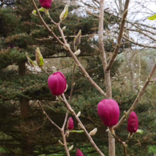 Magnolia ‘Black Tulip’ (Magnolia) budding branch.