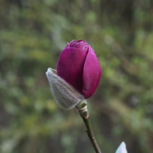 Magnolia ‘Black Tulip’ (Magnolia) new bud.