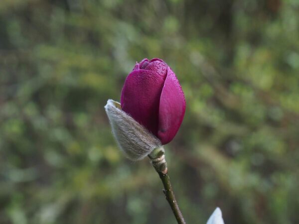 <i>Magnolia</i> 'Black Tulip' - Image 7