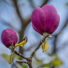 Magnolia ‘Black Tulip’ (Magnolia) buds.