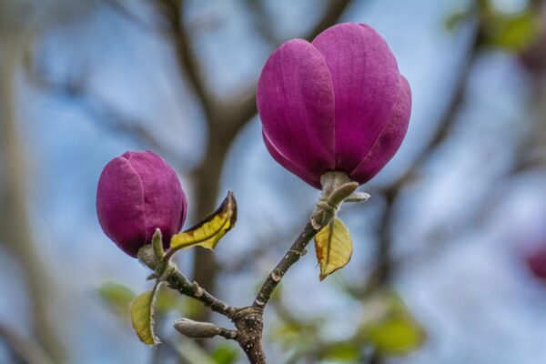 <i>Magnolia</i> 'Black Tulip' - Image 8